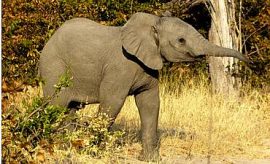 fanjoveislandlodgesmall3 WILDLIFE SAFARIS IN TANZANIA