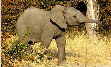 WILDLIFE SAFARIS IN TANZANIA