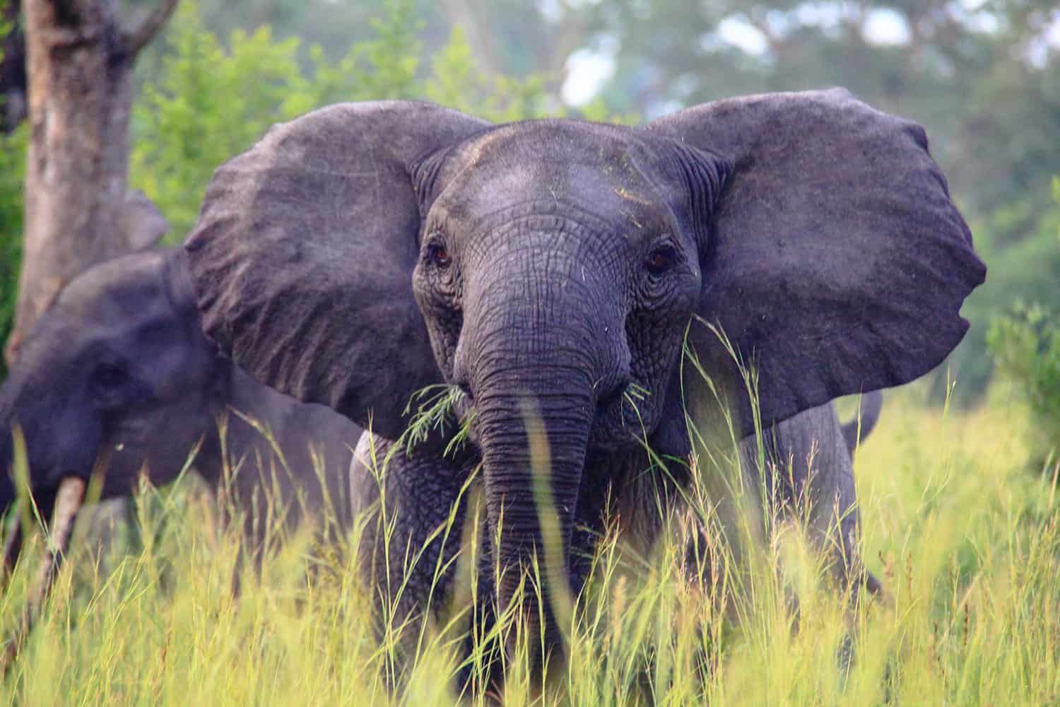 What Are The Wildlife Experiences In Semliki Wildlife Reserve