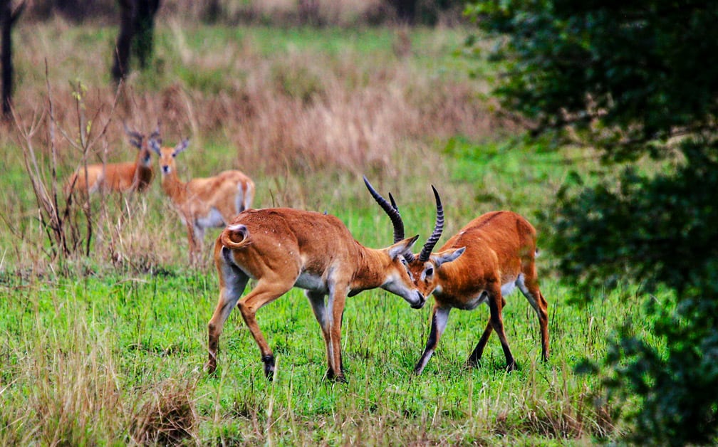 Savannah, Forest, & Lake Safari In Semliki Reserve