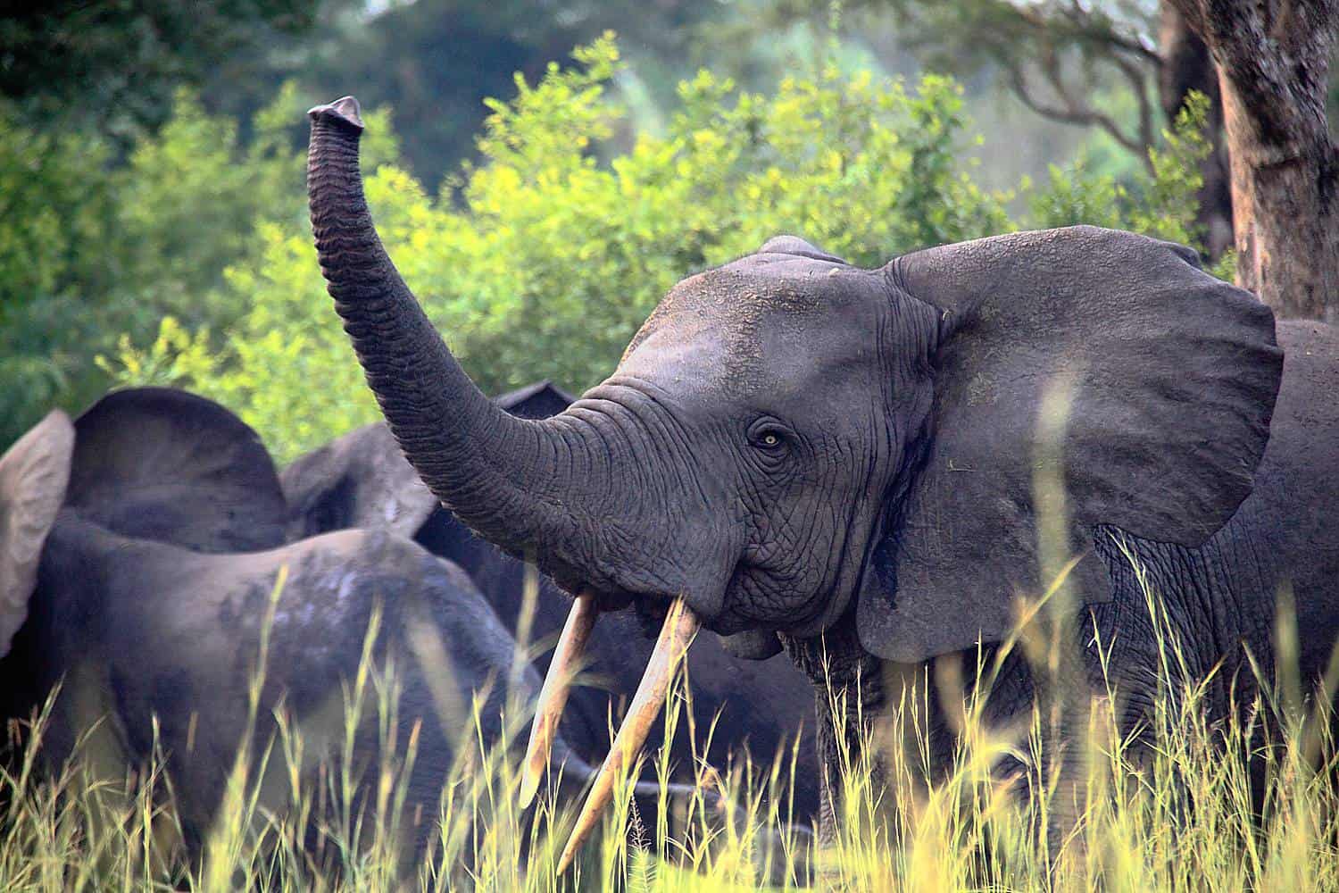 Our Top 5 Safari Activities In Semliki & Things You Can Do & See In Semliki