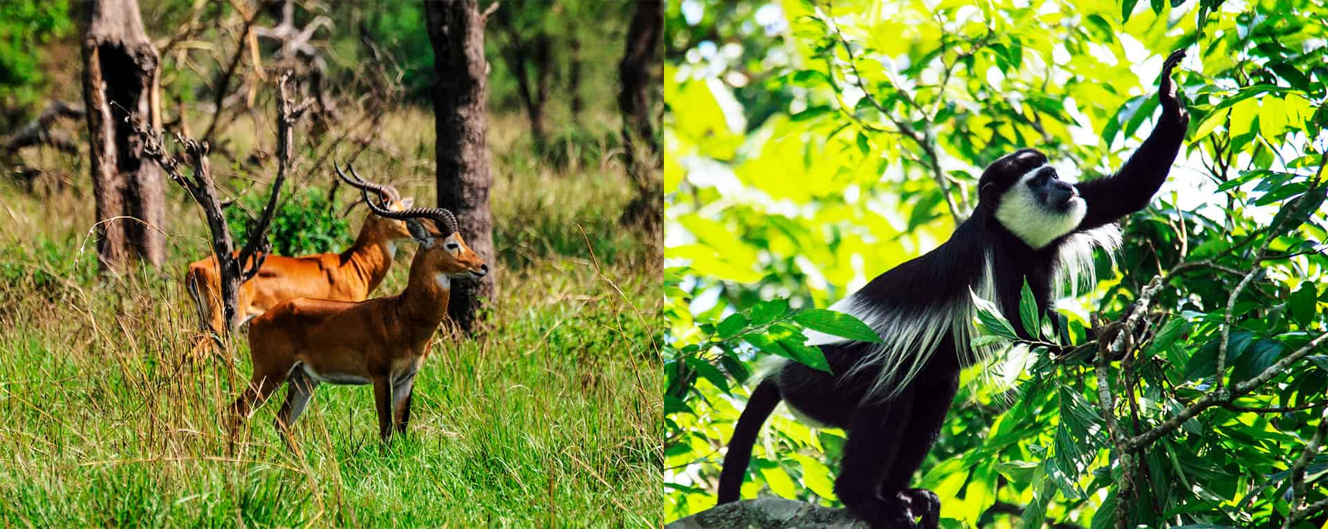 Semliki Wildlife Reserve