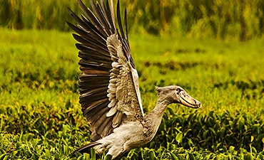 BIRDING SAFARIS IN UGANDA