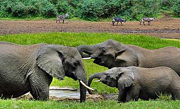 MOUNT KENYA NATIONAL PARK