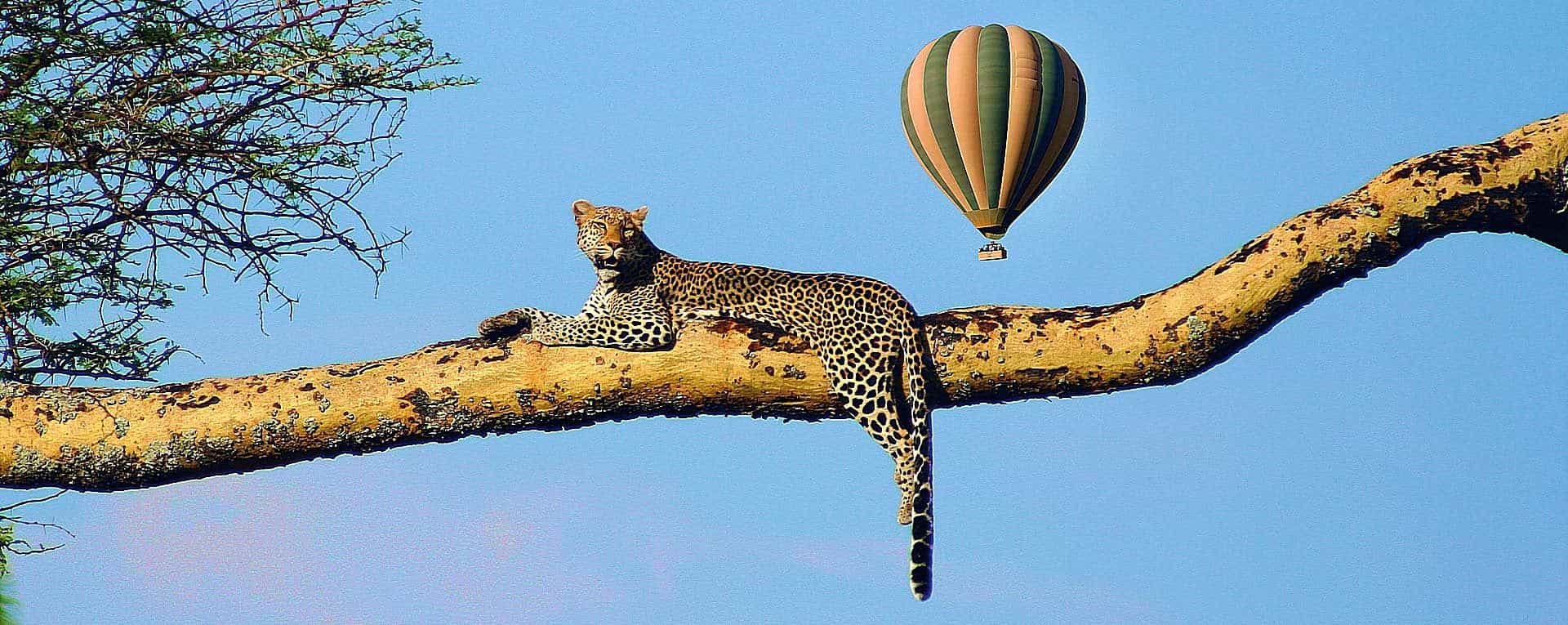 serengeti balloon