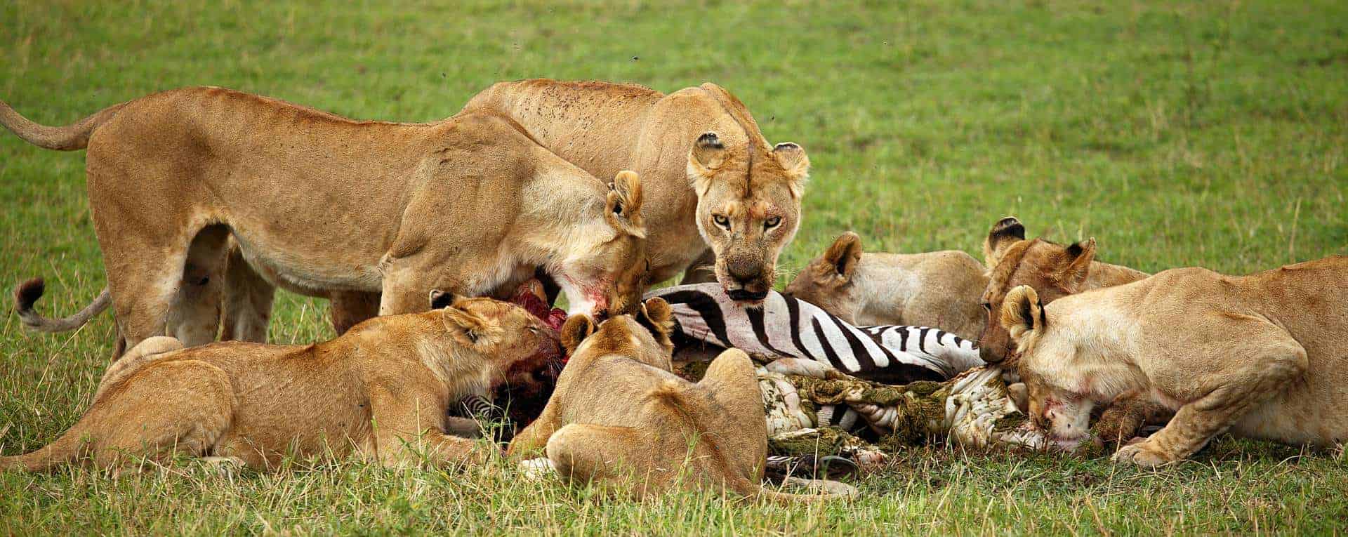 serengeti safari sea world