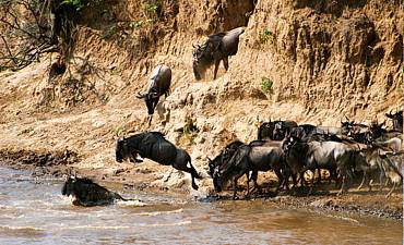 10 DAYS - NORTHERN TANZANIA MIGRATIONS & EXPLORATIONS SAFARI