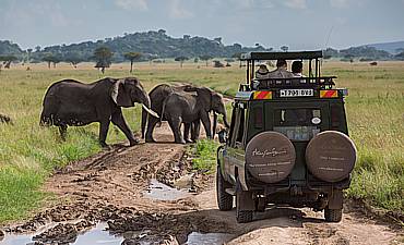 ELEWANA MASAI MARA & TANZANIA SAFARI (10 DAYS)