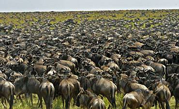 6 DAYS - EXPLORE NGORONGORO CRATER & SERENGETI MIGRATION SAFARI