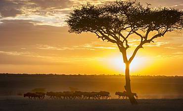 PREMIER TIER 1 - NOMAD TANZANIA MIGRATION & SELOUS FLYING SAFARI (13 DAYS)