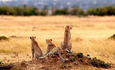 NOMAD TANZANIA SAFARIS (9 TO 15 DAYS)