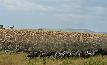 PREMIER TIER 1 - NOMAD NGORONGORO & SERENGETI MIGRATION FLYING SAFARI (9 DAYS)