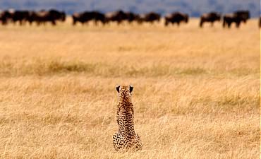 PREMIER TIER 1 - NOMAD TANZANIA MIGRATION & RUAHA FLYING SAFARI (13 DAYS)