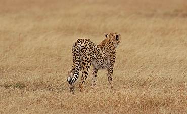 PREMIER TIER 1 - HIGHLIGHTS OF KENYA & TANZANIA SAFARI - 9 DAYS