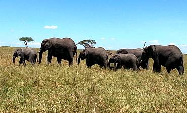 5 DAYS - HIGHLIGHTS OF NORTHERN TANZANIA SAFARI