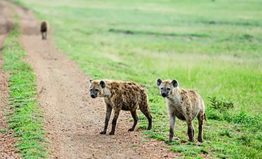 VALUE TIER 3 - SIMBA EXPLORER TANZANIA SAFARI (9 DAYS)