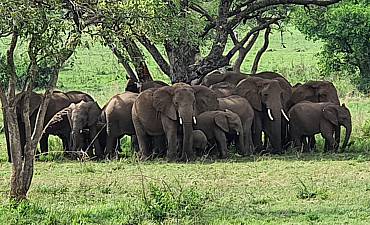 SIMBA TANZANIA SAFARIS (9 TO 10 DAYS)