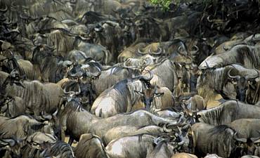 WILDEBEEST MIGRATION