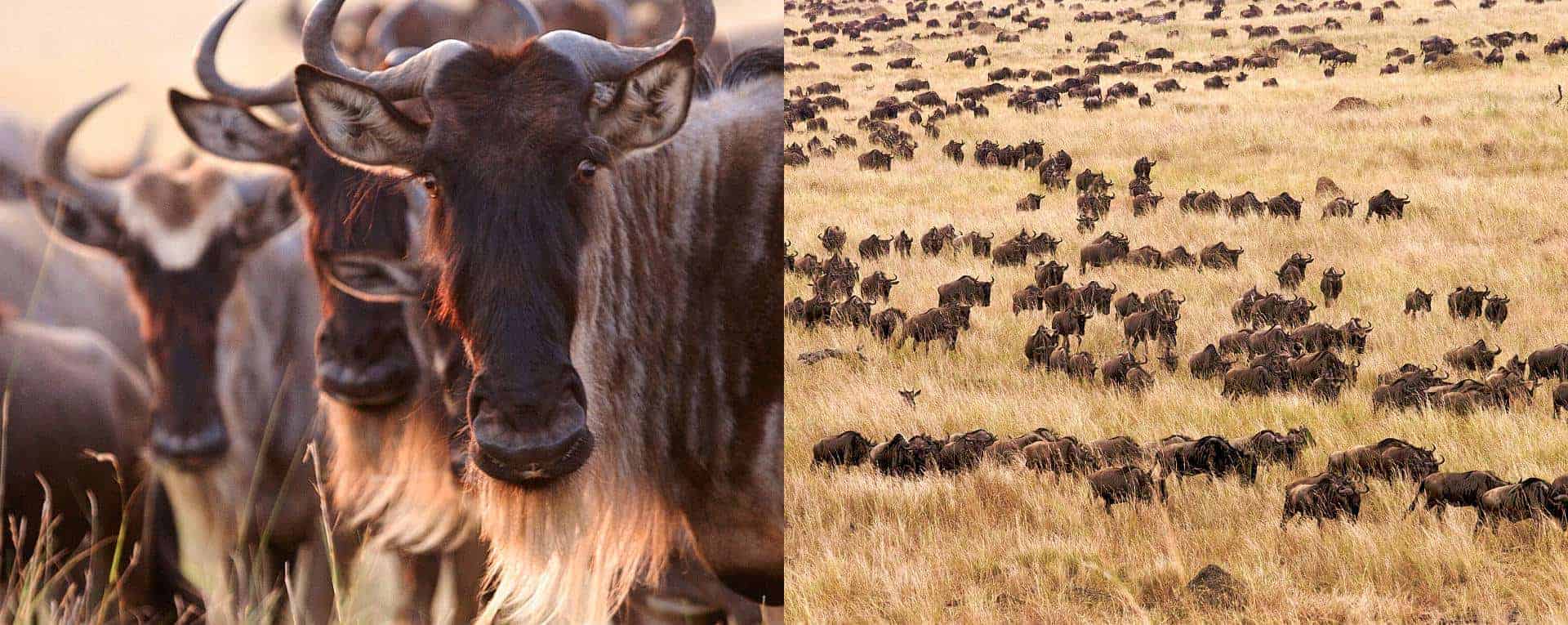 Serian's Serengeti Mobile Kusini, Tanzania