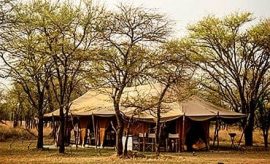 Ubuntu Migration Camp (Asilia Africa), Serengeti Tanzania - AfricanMecca  Safaris & Tours