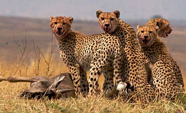 PREMIER TIER 1 - SHOWCASING KENYA & TANZANIA SAFARI - 13 DAYS