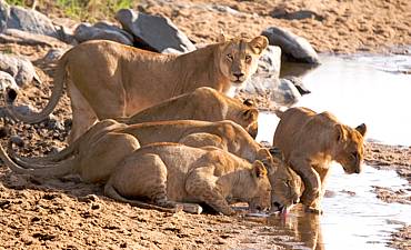 serianserengeticampsmall3 TANZANIA SAFARI PRICES