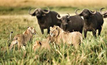 PREMIER TIER 1 - NEW AFRICAN TERRITORIES HIGHLIGHTS OF KENYA SAFARI (10 DAYS)