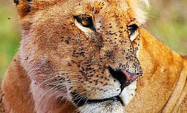 2 TO 5 DAYS - TSAVO & AMBOSELI SAFARIS FROM MOMBASA