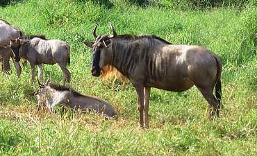 5 DAYS - TSAVO & AMBOSELI EXPLORER SAFARI FROM MOMBASA
