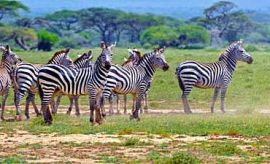 shumatacampsmall3 MOUNT KILIMANJARO SAFARI & TOUR