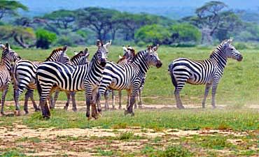 SAFARI & TOUR IN KILIMANJARO