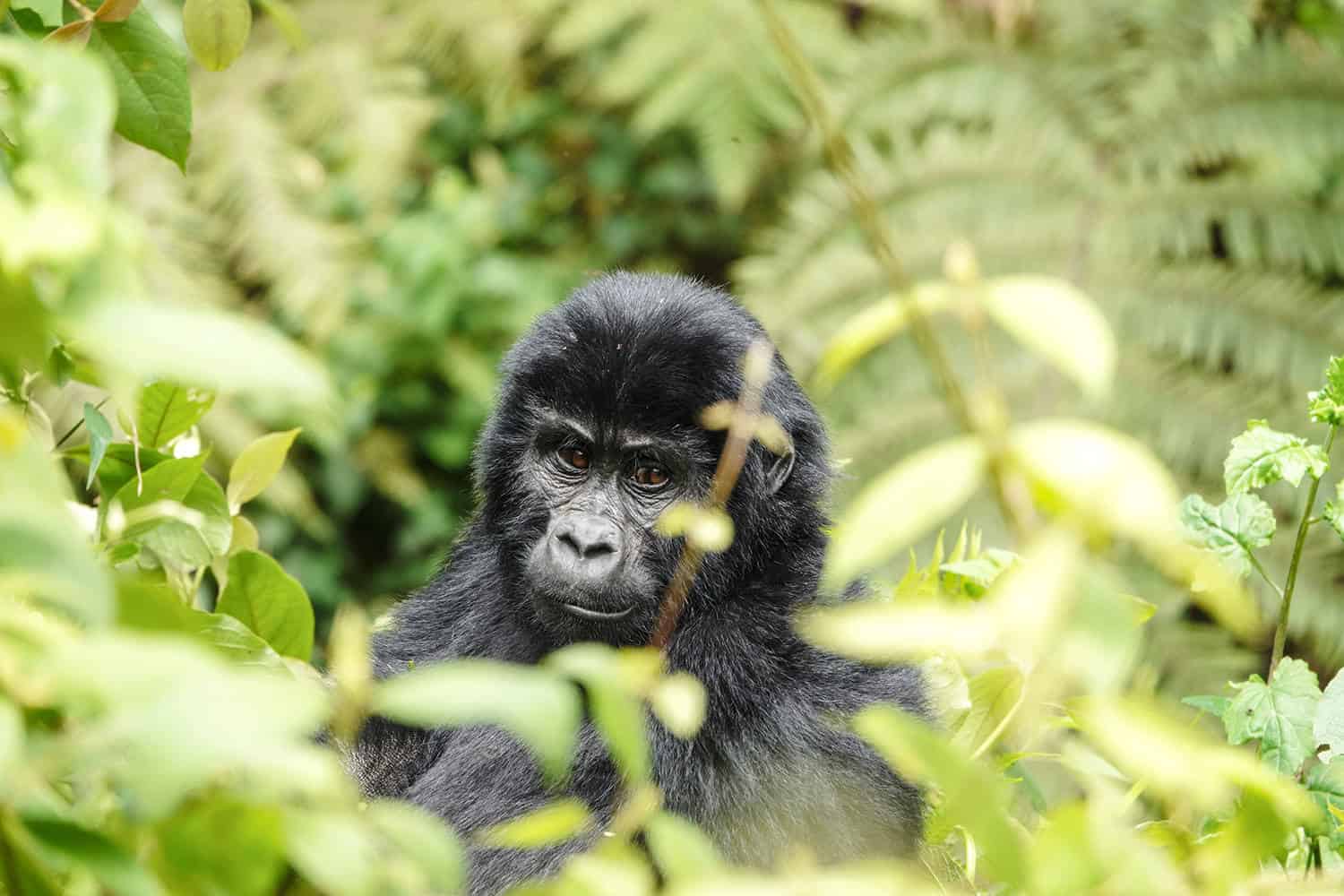 Gorilla Families In The Buhoma Sector - Bwindi