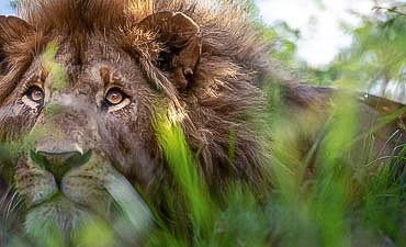 VALUE TIER 3 - GEMS OF NORTHERN TANZANIA SAFARI