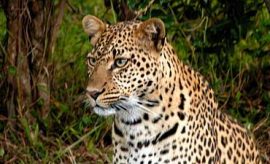 zanzibarsmall3 WILDLIFE SAFARIS IN TANZANIA