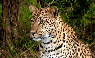 WILDLIFE SAFARIS IN TANZANIA