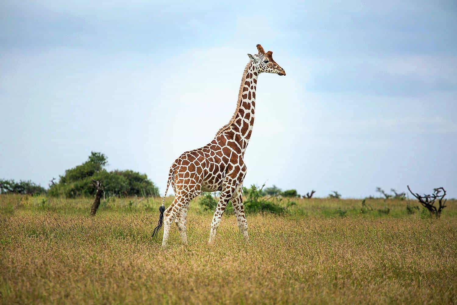 Siruai Mobile Camp Safari Suyian - Laikipia Tour