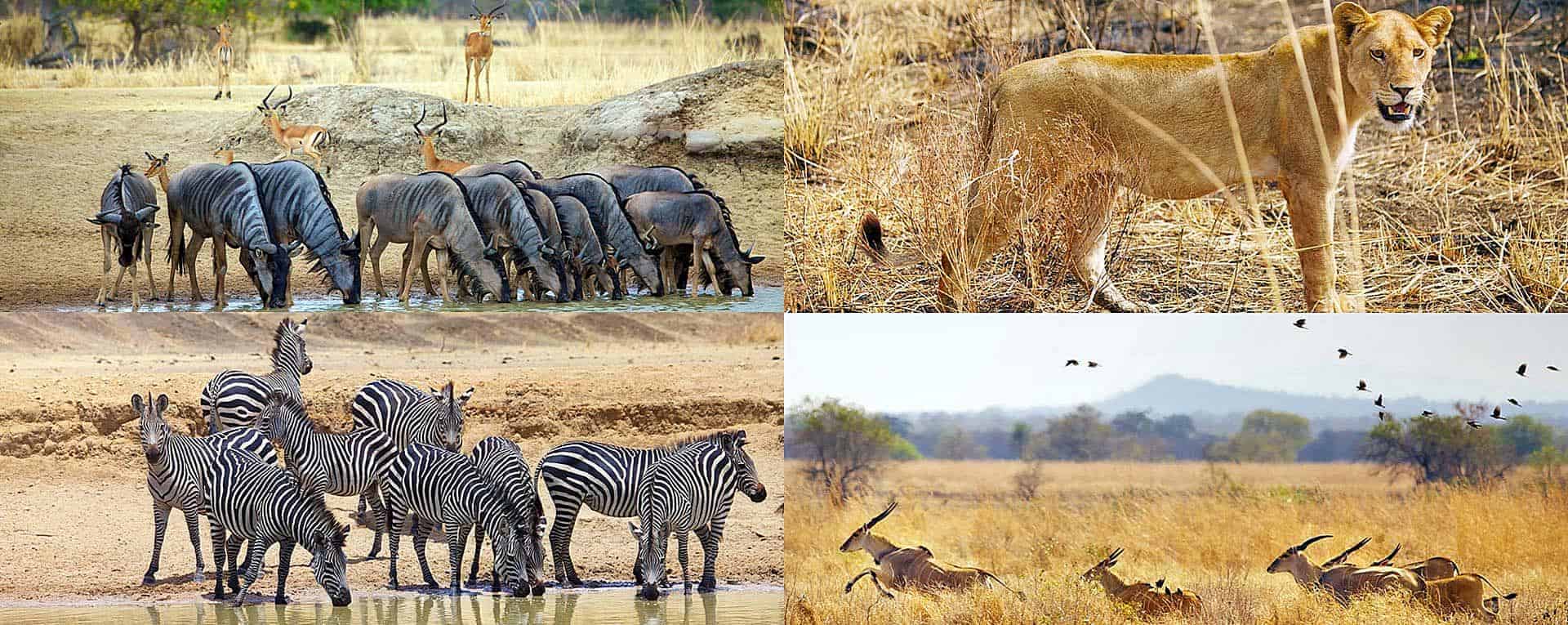 mikumi safari tanzania