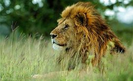 swalacampsmall3 WILDLIFE SAFARIS IN TANZANIA