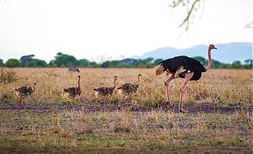 VALUE TIER 3 - INCREDIBLE NORTHERN TANZANIA SAFARI