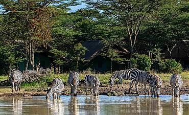 VALUE TIER 3 - SERENA LAIKIPIA & MASAI MARA SAFARI (8 DAYS)