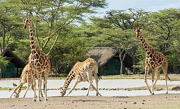 VALUE TIER 3 - SERENA LAIKIPIA & MASAI MARA SAFARI (8 DAYS)