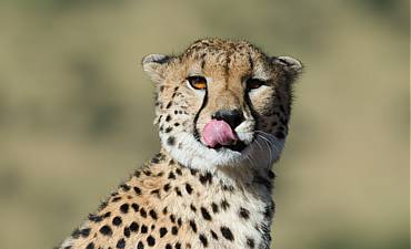 4 DAYS - SERENGETI ADVENTURE SAFARI FROM DAR ES SALAAM OR ZANZIBAR