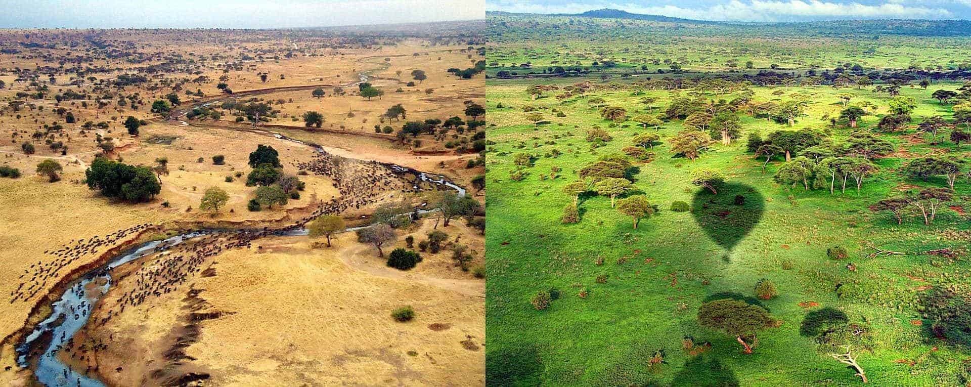 safari tanzanie tarangire