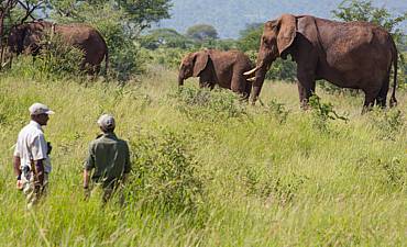 ELEWANA TANZANIA SAFARIS (10 TO 11 DAYS)