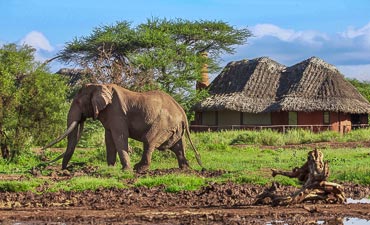 DELUXE TIER 2 - HIGHLIGHTS OF KENYA SAFARI