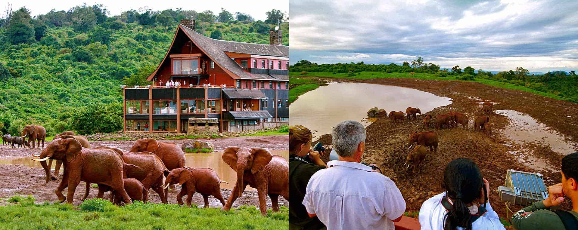 Expert Rating Reviews >> The Ark, Aberdare - Kenya - AfricanMecca Safaris & Tours Expert Rating Reviews >> The Ark, Aberdare - Kenya - AfricanMecca Safaris & Tours