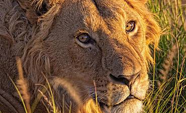 PREMIER TIER 1 - INCREDIBLE NORTHERN TANZANIA SAFARI