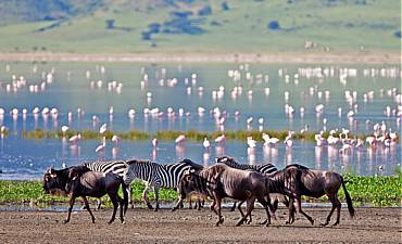 PREMIER-DELUXE TIER 1 & 2 - ASILIA TANZANIA MIGRATION ROAD SAFARI (10 DAYS)