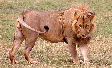 PREMIER TIER 1 - SHOWCASING TANZANIA SAFARI