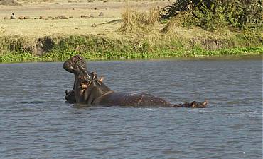 PREMIER TIER 1 - BEST OF TANZANIA PARKS & PRIVATE CONSERVANCY SAFARI